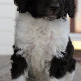 Poodle Puppies from Sequoyah Standard Poodles