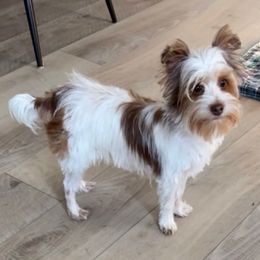 Lucky - Yorkshire Terrier
