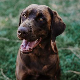 Riley - Labrador Retriever