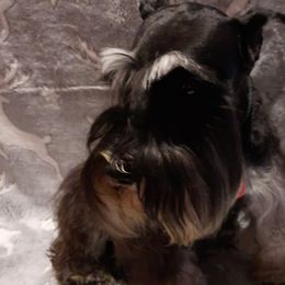Anya - Miniature Schnauzer