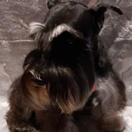 Anya - Miniature Schnauzer