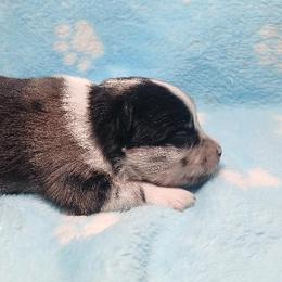 Prince - Blue parti male Pomeranian puppy in Wanette, Oklahoma from Council Creek Cuties