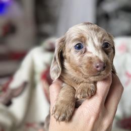 Dachshund Puppies from Doodle Bugs Doxies