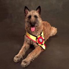 Belgian Laekenois from Kettle Moraine Laekenois Wisconsin