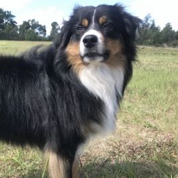 Miniature Australian Shepherds from Double H Aussies
