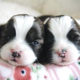 Shichons and Shih Tzus from Manor Hills Shih Tzus