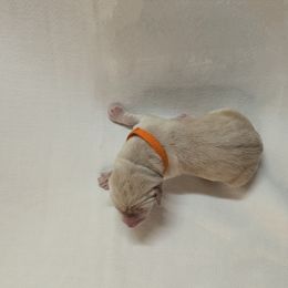 Dilute Retriever and Labrador Retriever Puppies from LC Hunting Labs, LLC.