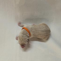 Dilute Retriever and Labrador Retriever Puppies from LC Hunting Labs, LLC.