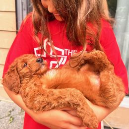 Shakira - Red female Bernedoodle puppy in Washougal, Washington from Sandy Creek Bernedoodles
