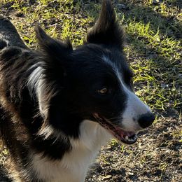 Sage - Border Collie
