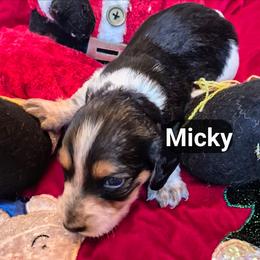 Micky - Piebald male Dachshund puppy in Bangs, Texas from Lickin'bach Miniature Dachshunds
