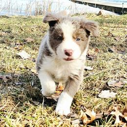 Bud - Lilac male Border Collie puppy in Cedar Springs, Michigan from Lyncroft Border Collies