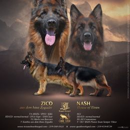 Boy 1 - German Shepherd puppy in Hico, Texas from Quail Creek Kennels GSD