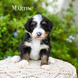 Martin - Tri-color male Bernedoodle puppy in Tucson, Arizona from Sun Valley Goldendoodles