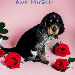 Blue - English Springer Spaniel