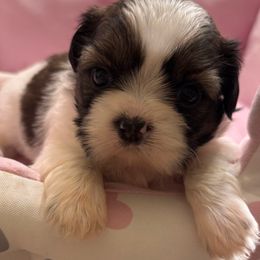 AKC ANNABELLE - Red and white female Shih Tzu puppy in Long Beach, California from Prieto Shih-Tzu's