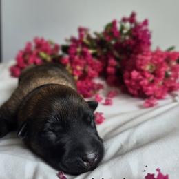 Belgian Malinois Puppies from Rose Kennels