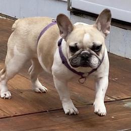 Esther - French Bulldog