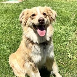 Bella - Miniature Australian Shepherd