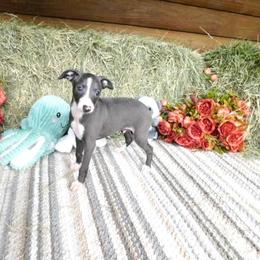 Marissa M3 - Blue male Italian Greyhound puppy in Sparta Tn And Caryville Fl, Florida from Summerwind Kennel