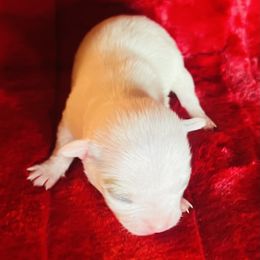 Snowball - White male Chihuahua puppy in Framingham, Massachusetts from Boston Chi Chis
