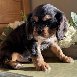 Petunia - Black and tan female Cavalier King Charles Spaniel puppy in Kidder, South Dakota from Continental Cavaliers