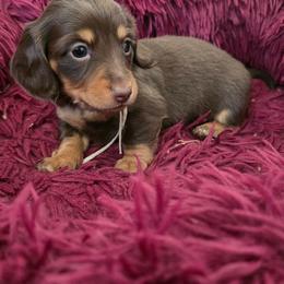Pink Collar Female - Chocolate and cream female Dachshund puppy in Otto, North Carolina from Windy Ridge Dachshunds