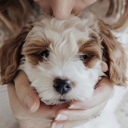 Goldendoodle Puppies from KZ Doodles
