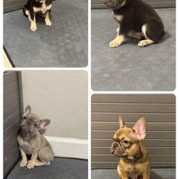 French Bulldog puppies from TheBullzFoundation