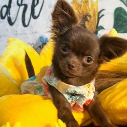 Chihuahuas from Arizona Dream Chihuahuas