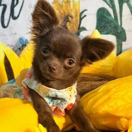 Chihuahuas from Arizona Dream Chihuahuas