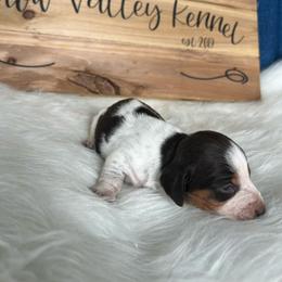 Girl 2 - Piebald female Dachshund puppy in Spicer, Minnesota from Arrow Valley