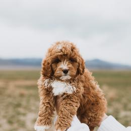 Bernedoodle, Boxer, Goldendoodle, and Havapoo Puppies from Lady Paws Puppies