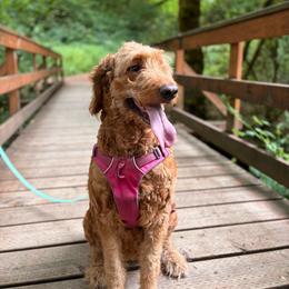 Missy - Goldendoodle