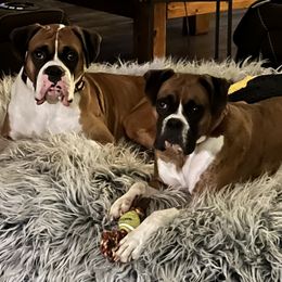 Boxer puppies from TKR Boxers