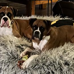 Boxer puppies from TKR Boxers