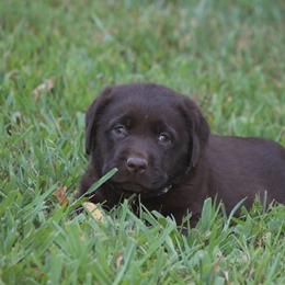 Labrador Retriever Puppies from Prebleridge Acres