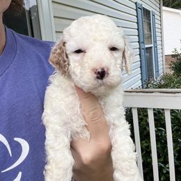 Goldendoodle Puppies from Crowders Creek Doodles