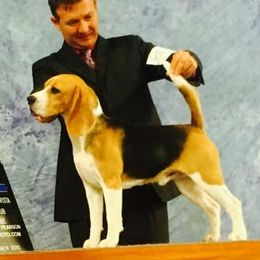 William - Beagle