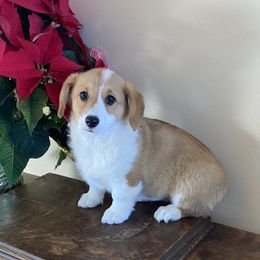 Pembroke Welsh Corgi Puppies from Whistling Wind Corgi’s