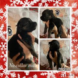 Border Collie and German Shepherd Puppies from Megan's Kennel and Boarding/ Vom Haus Trahan