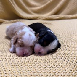 AKC- Tri Colored Boy - Tri-color male Cavalier King Charles Spaniel puppy in Raymondville, Missouri from Puppy PlayPen