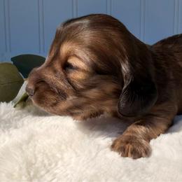Shaded Red - Red female Dachshund puppy in Nampa, Idaho from Long_and_Low_Dachshunds