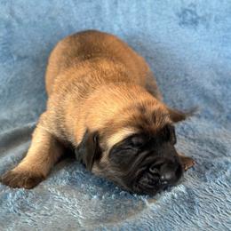 Karai - Fawn female Mastiff puppy in Wewoka, Oklahoma from P Diamond Mastiffs