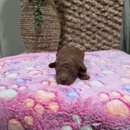 Pixie (AKC) - Red  female Poodle puppy in Rainbow City, Alabama from Spinks Poodles