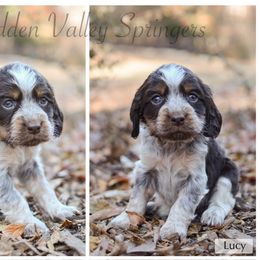Lucy - Tri-Roan female English Springer Spaniel puppy in Westminster, South Carolina from Hidden Valley Springers