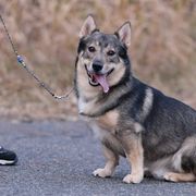 Swedish Vallhunds from Skaldsong Swedish Vallhunds