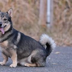 Swedish Vallhunds from Skaldsong Swedish Vallhunds