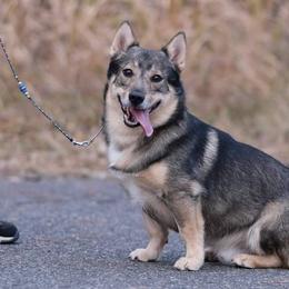 Swedish Vallhunds from Skaldsong Swedish Vallhunds