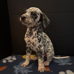 Padme - White and black female Dalmatian puppy in Fort Cavasos, Texas from Mainstreet Dalmation